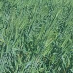 اراضي زراعيه للبيع tباسعار زمان في الفيوم