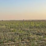 اراضي زراعيه للبيع tباسعار زمان في الفيوم