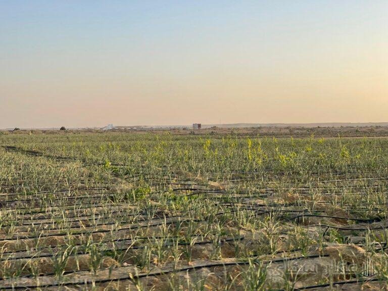 مزرعه 5 فدان للبيع في طاميه