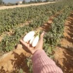 اراضي زراعيه للبيع tباسعار زمان في الفيوم