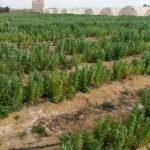 اراضي زراعيه للبيع tباسعار زمان في الفيوم