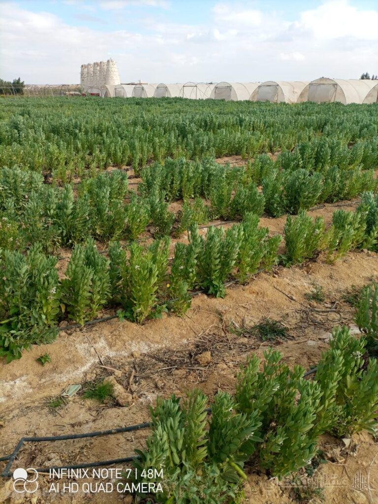 اراضي زراعيه للبيع tباسعار زمان في الفيوم