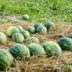 مزرعة 12.5فدان للبيع طريق اسكندرية الصحراوي