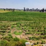 5 فدان أرض مميزة بالاسماعيليه على طريق الصالحية الجديدة مصر الإسماعيلية