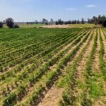 5 فدان أرض مميزة بالاسماعيليه على طريق الصالحية الجديدة مصر الإسماعيلية