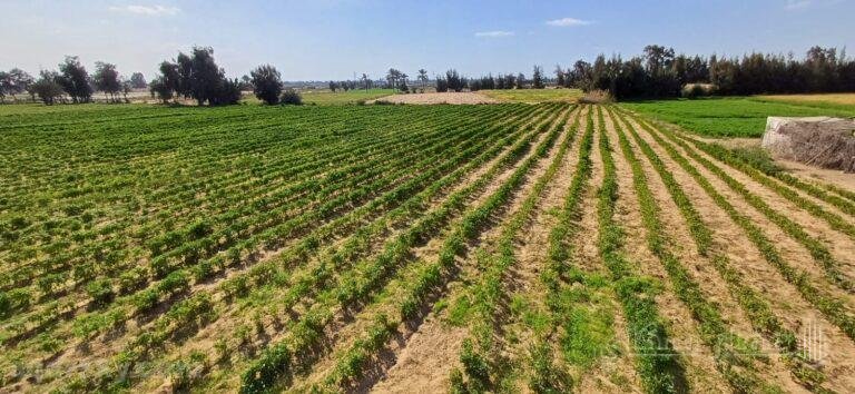 5 فدان أرض مميزة بالاسماعيليه على طريق الصالحية الجديدة مصر الإسماعيلية