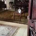 شقه للبيع بمدينه نصر بسعر لقطه 120 متر