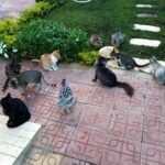 فرصة فريدة للاستثمار و السكن المتميز | مميزة علوي بالحديقة