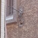 شقه للايجار ب الطوابق فيصل