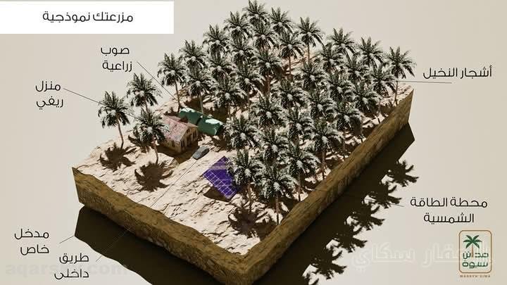 مزرعة نموذجية 5 فدان نخيل مجدول فسايل بنت جورة عمر سنة ونص بسيوة