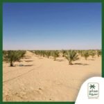 مزرعة نموذجية 5 فدان نخيل مجدول فسايل بنت جورة عمر سنة ونص بسيوة