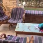 شاليه للبيع بقرية الكروان الساحل الشمالي بالفرش