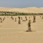 ارض للبيع 5 فدان مزروعة نخيل سيوي