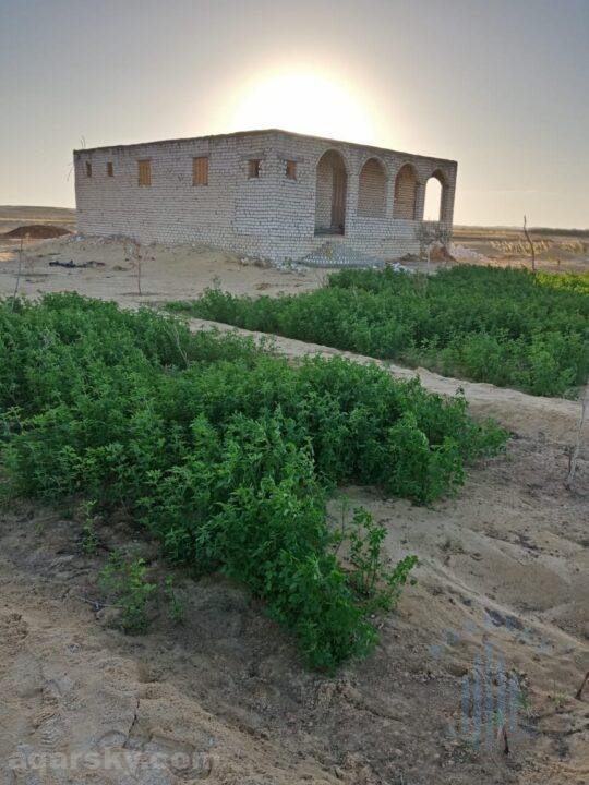 Agricultural land for agricultural and tourism investment in Siwa