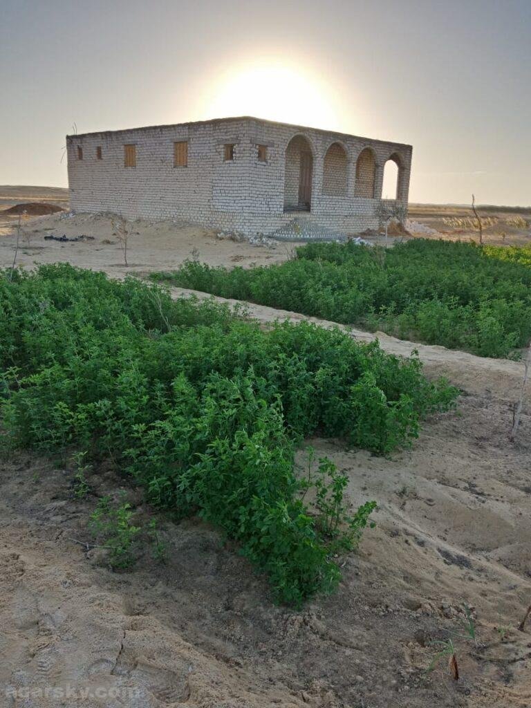 Agricultural land for agricultural and tourism investment in Siwa