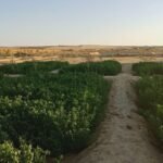Agricultural land for agricultural and tourism investment in Siwa