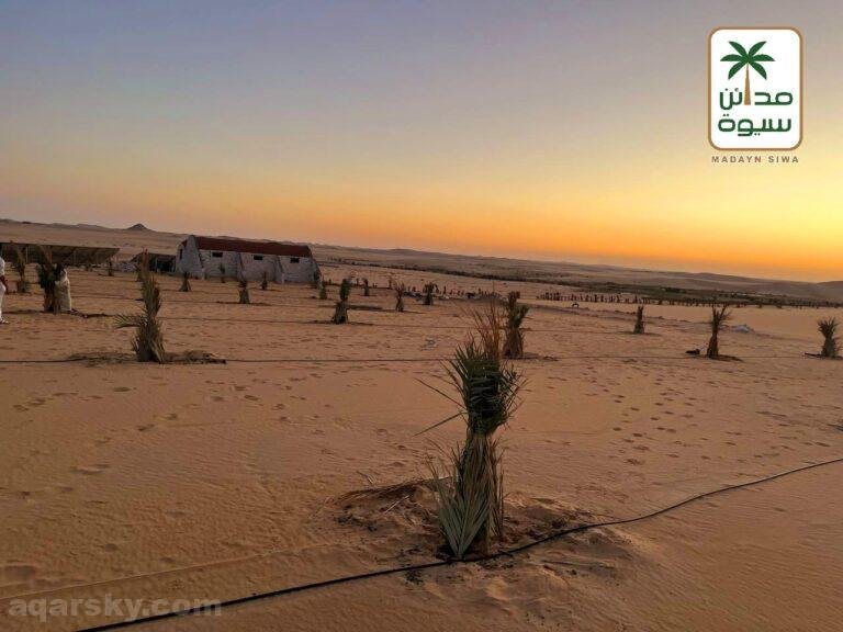 ارض للبيع 5فدان نخيل مجدول