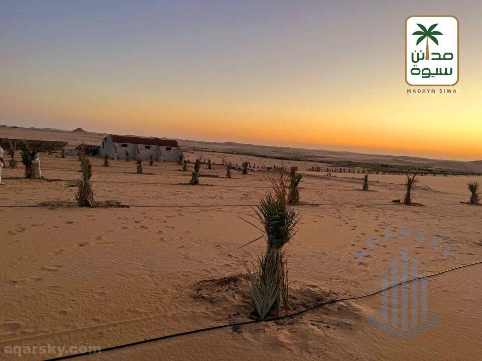 ارض للبيع 5فدان نخيل مجدول