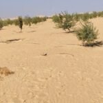 500,000 جنية 2.5 فدان مزروع زيتون مراقي
