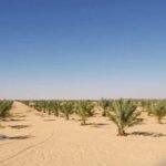 600,000 جنية ارض للبيع 2.5 فدان مزروعة نخيل سيوى بسيوة جبل الدكرور