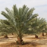 1,250,000 ارض للبيع 2.5 فدان نخيل مجدول بسيوة جبل الدكرور