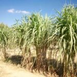 فرصة استثمارية فى العامرية: أرض مسجلة 6900م2 مرافق كامله صناعي/زراعي على أسفلت مباشر