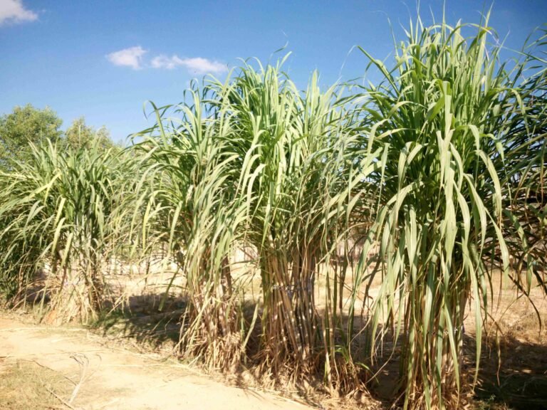 فرصة استثمارية فى العامرية: أرض مسجلة 6900م2 مرافق كامله صناعي/زراعي على أسفلت مباشر