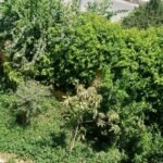 شقة سكنية للإيجار دور أرضي مرتفع على جنينة 340م في جنوب الأكاديمية