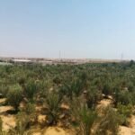 Date & Olive Farm, 5 Acres with a 250 m² House