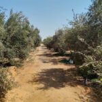 Date & Olive Farm, 5 Acres with a 250 m² House