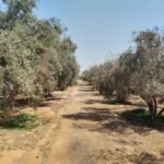Date & Olive Farm, 5 Acres with a 250 m² House