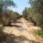 Date & Olive Farm, 5 Acres with a 250 m² House