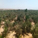 Date & Olive Farm, 5 Acres with a 250 m² House