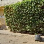 دوبلكس أرضى ببدروم بحديقة ناصية للإيجار بموقع شديد التميز بالمعادى