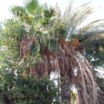 شقة 75 متر بقرية سروهيت مركز منوف أمام السنترال والنادي تصلح للسكن أو عيادة