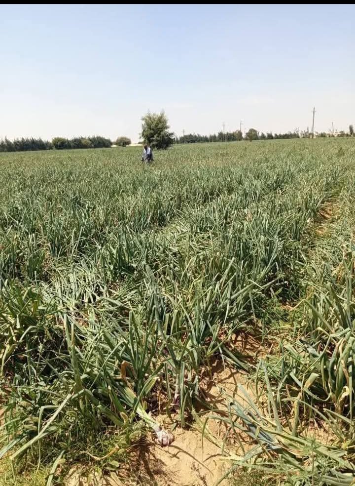 ارض زراعيه صحراويه للبيع بالواحات البحريه