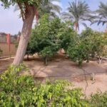 للبيع ارض مباني علي مساحة 4قيراط ومنزل بالغربية مركز السنطه قرية البادنجانية