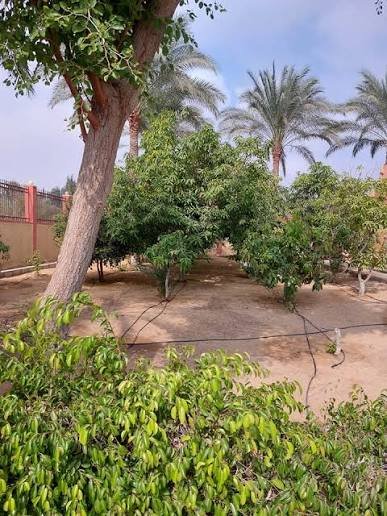 للبيع ارض مباني علي مساحة 4قيراط ومنزل بالغربية مركز السنطه قرية البادنجانية