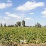 للبيع ارض مباني علي مساحة 4قيراط ومنزل بالغربية مركز السنطه قرية البادنجانية