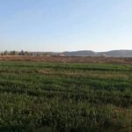 للبيع ارض مباني علي مساحة 4قيراط ومنزل بالغربية مركز السنطه قرية البادنجانية