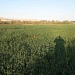 للبيع ارض مباني علي مساحة 4قيراط ومنزل بالغربية مركز السنطه قرية البادنجانية