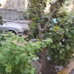 شقة للبيع بالاسكندرية – بشارع مصطفى كامل بجوار جاردينيا وسنترال مصطفى كامل بالعوايد