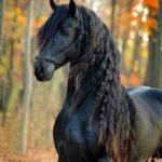 hudahusseen6